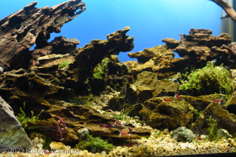 Cardinal Shrimp of Lake Matano, Sulawesi Island
