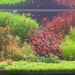 Planettastic - Aqua Plants Hub