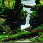 天涯，Skyline - Aqua Plants Hub