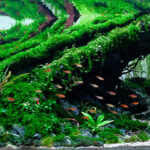 Sanctuary - Sanctuary (AGA 2023 #656) - Aqua Plants Hub