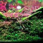 Chaotic - Chaotic (AGA 2023 #659) - Aqua Plants Hub