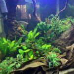 Down to earth - Aqua Plants Hub