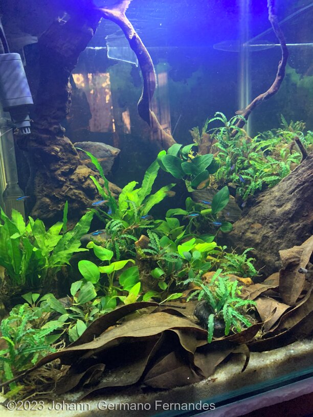 Down to earth - Aqua Plants Hub