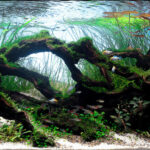 Windows to Nature - Aqua Plants Hub