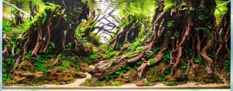 Natural Mystic