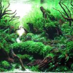 AGA 2023 Layout 666 - Aqua Plants Hub