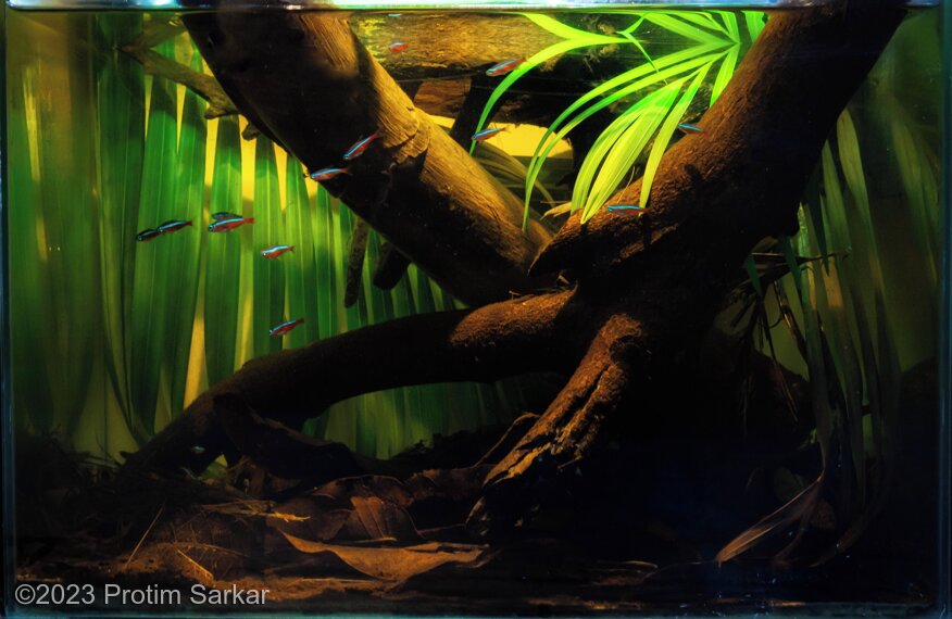 6671 1 - Aqua Plants Hub