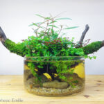 Reborn - Aqua Plants Hub