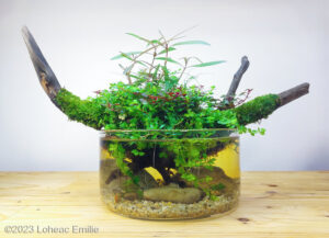 Reborn - Aqua Plants Hub