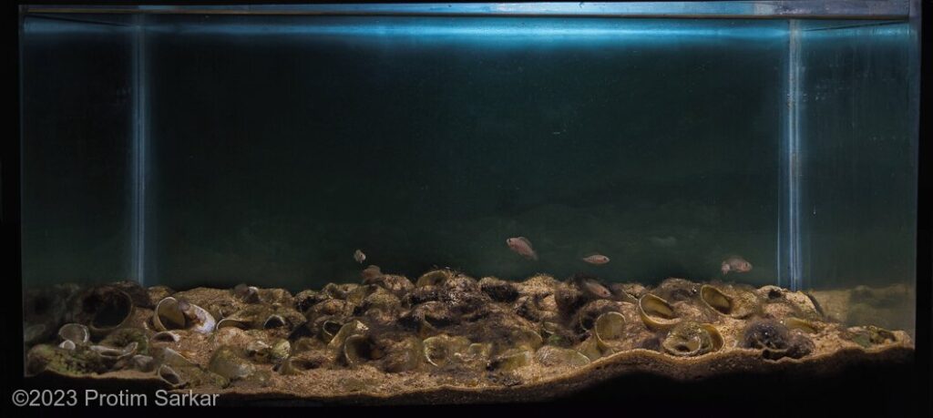 Sandy sedimentary bottom area in Ndole Bay, Lake Tanganyika, Zambia, - Aqua Plants Hub