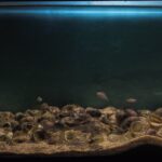 Sandy sedimentary bottom area in Ndole Bay, Lake Tanganyika, Zambia, - Aqua Plants Hub