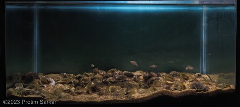 Sandy sedimentary bottom area in Ndole Bay, Lake Tanganyika, Zambia,