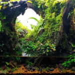 New Beginning - Aqua Plants Hub