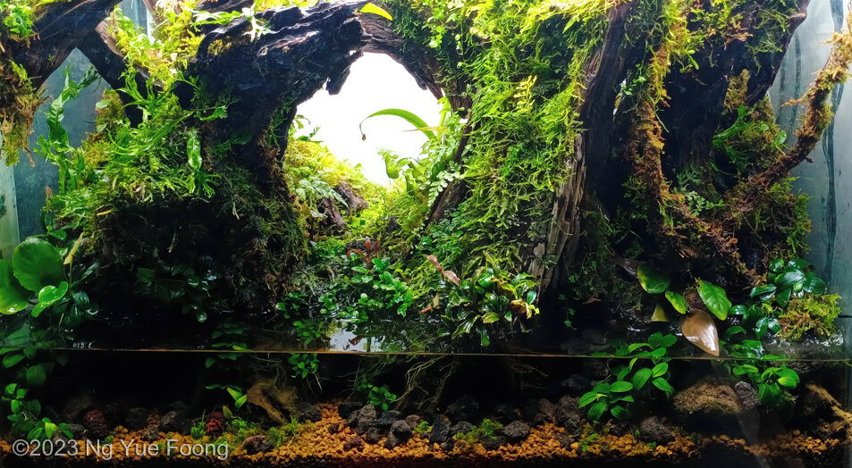 New Beginning - Aqua Plants Hub