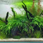 AGA 2023 Layout 672 - Aqua Plants Hub