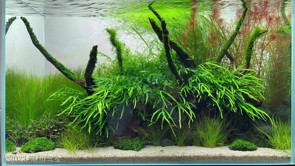 AGA 2023 Layout 672 - Aqua Plants Hub