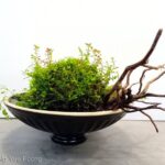 Wabi-sabi (侘寂) - Aqua Plants Hub