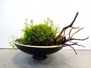 Wabi-sabi (侘寂) - Aqua Plants Hub