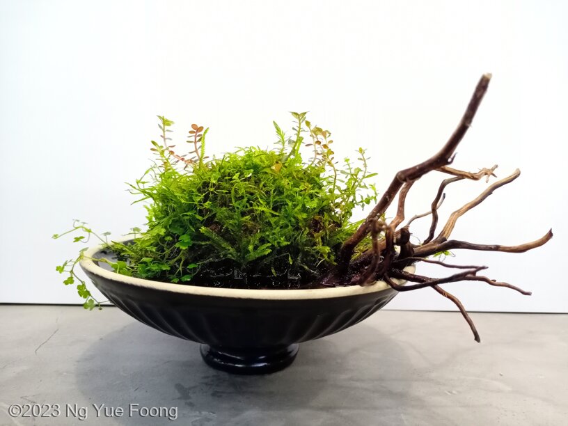 Wabi-sabi (侘寂) - Aqua Plants Hub