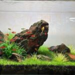 AGA 2023 Layout 675 - Aqua Plants Hub