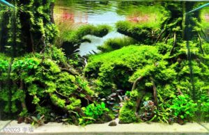 AGA 2023 Layout 676 - Aqua Plants Hub