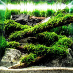 Log - Aqua Plants Hub