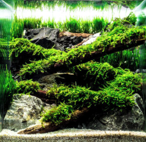 Log - Aqua Plants Hub