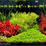 PENGRUMAT - Aqua Plants Hub