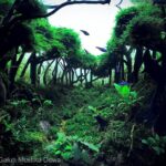 Asri ing Bawana - Aqua Plants Hub
