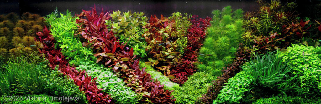 Walz of the Flowers - Aqua Plants Hub