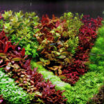 Walz of the Flowers - Aqua Plants Hub