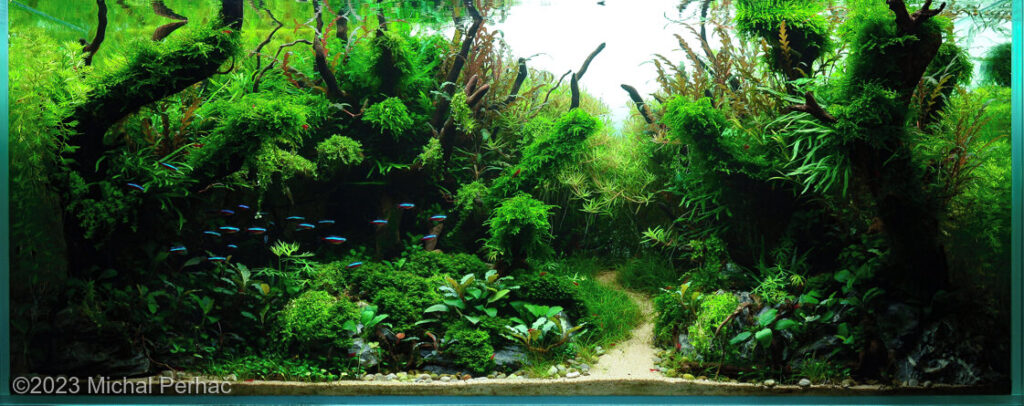 Mother's forest - Mother’s forest - Aqua Plants Hub