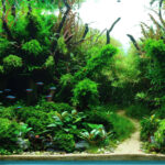 Mother's forest - Mother’s forest - Aqua Plants Hub