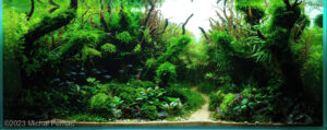 Mother's forest - Mother’s forest - Aqua Plants Hub
