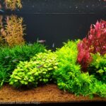 Perseverancia - Perseverancia (AGA 2023 #685) - Aqua Plants Hub