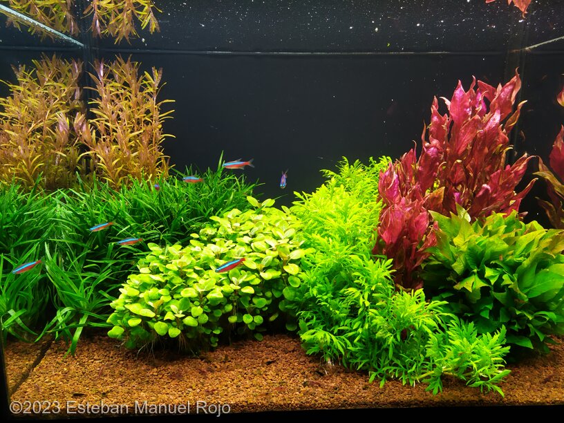 Perseverancia - Perseverancia (AGA 2023 #685) - Aqua Plants Hub