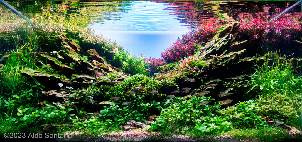 Announces If The Storm - Aqua Plants Hub