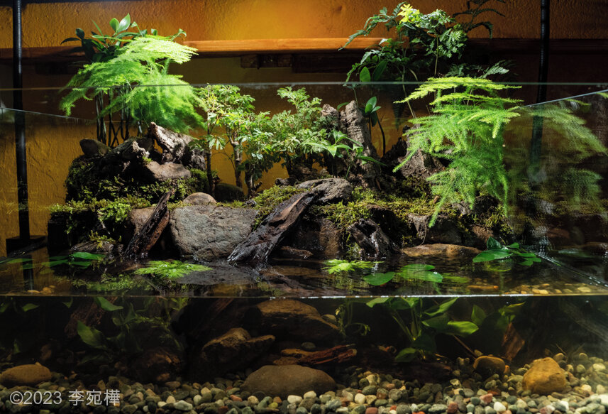 Wonderland - Aqua Plants Hub