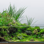 From Above & Below - Aqua Plants Hub