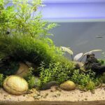 The River Rescape - Aqua Plants Hub