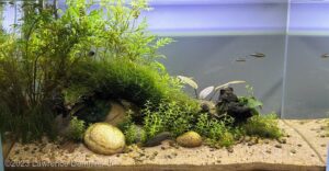 The River Rescape - Aqua Plants Hub