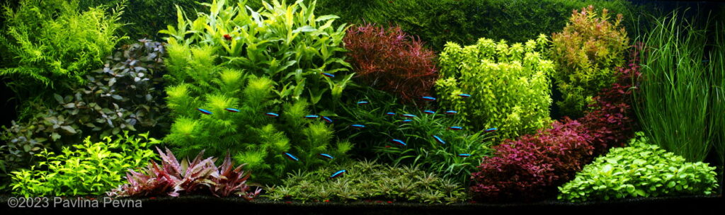 Colorful world - Aqua Plants Hub