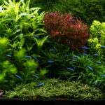 Colorful world - Aqua Plants Hub