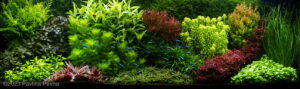 Colorful world - Aqua Plants Hub