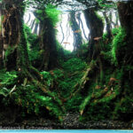 The Fairytale Forests of Yakushima - Aqua Plants Hub