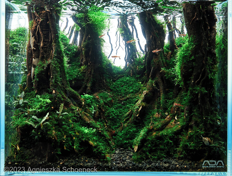 The Fairytale Forests of Yakushima - Aqua Plants Hub