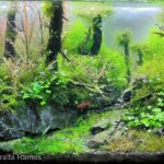 The river - Aqua Plants Hub