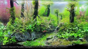 The river - Aqua Plants Hub