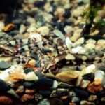 The rooted mangrove - Aqua Plants Hub