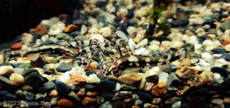 The rooted mangrove